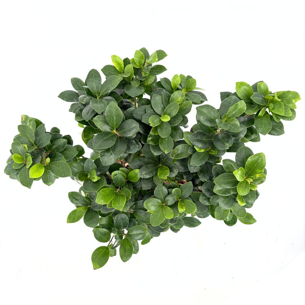 Ficus Bonsai Ginseng, 50 cm – vastag gyökerű egzotikus szobanövény