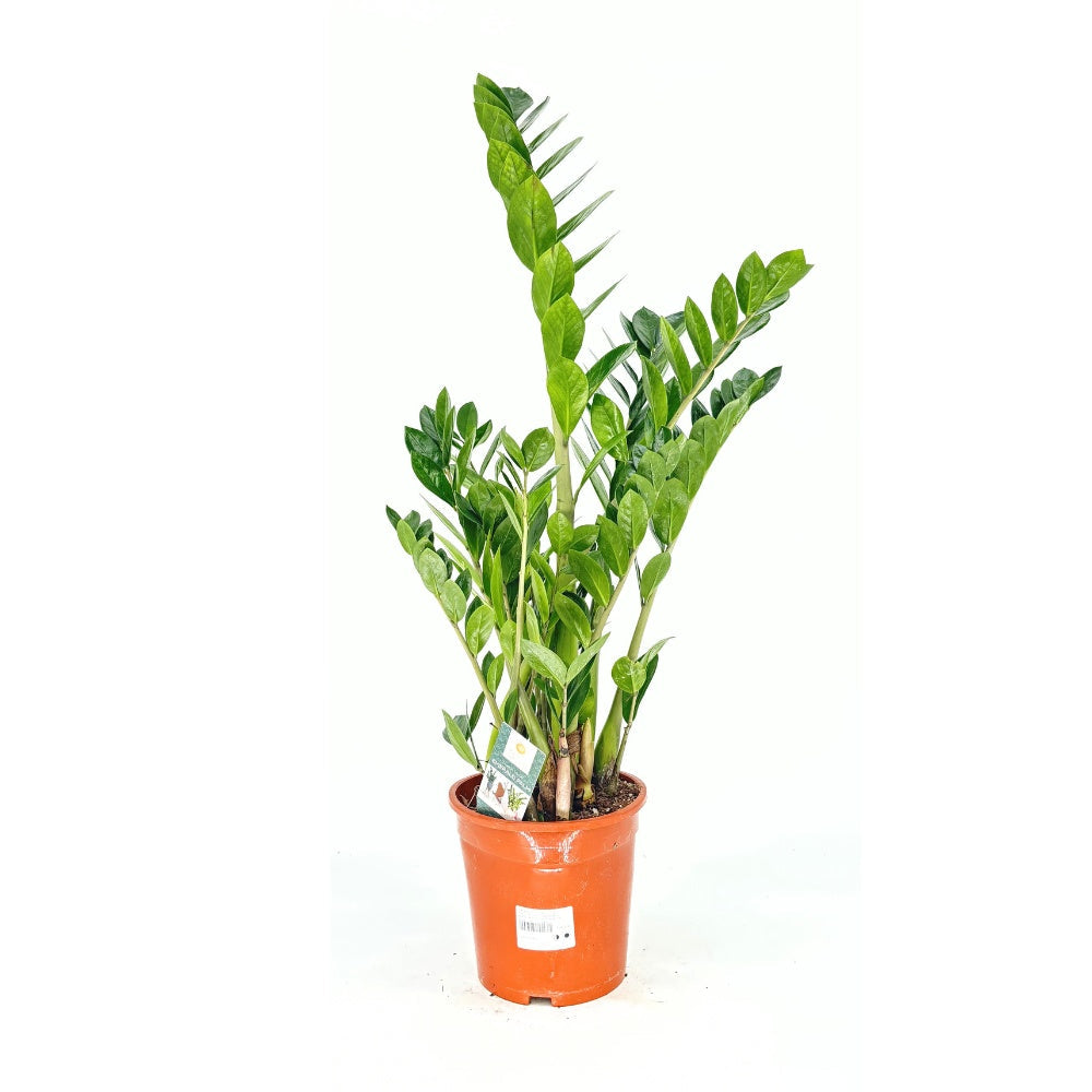Szerencsenövény (Zamioculcas zamiifolia) – elegáns, árnyéktűrő szobanövény fényes levelekkel