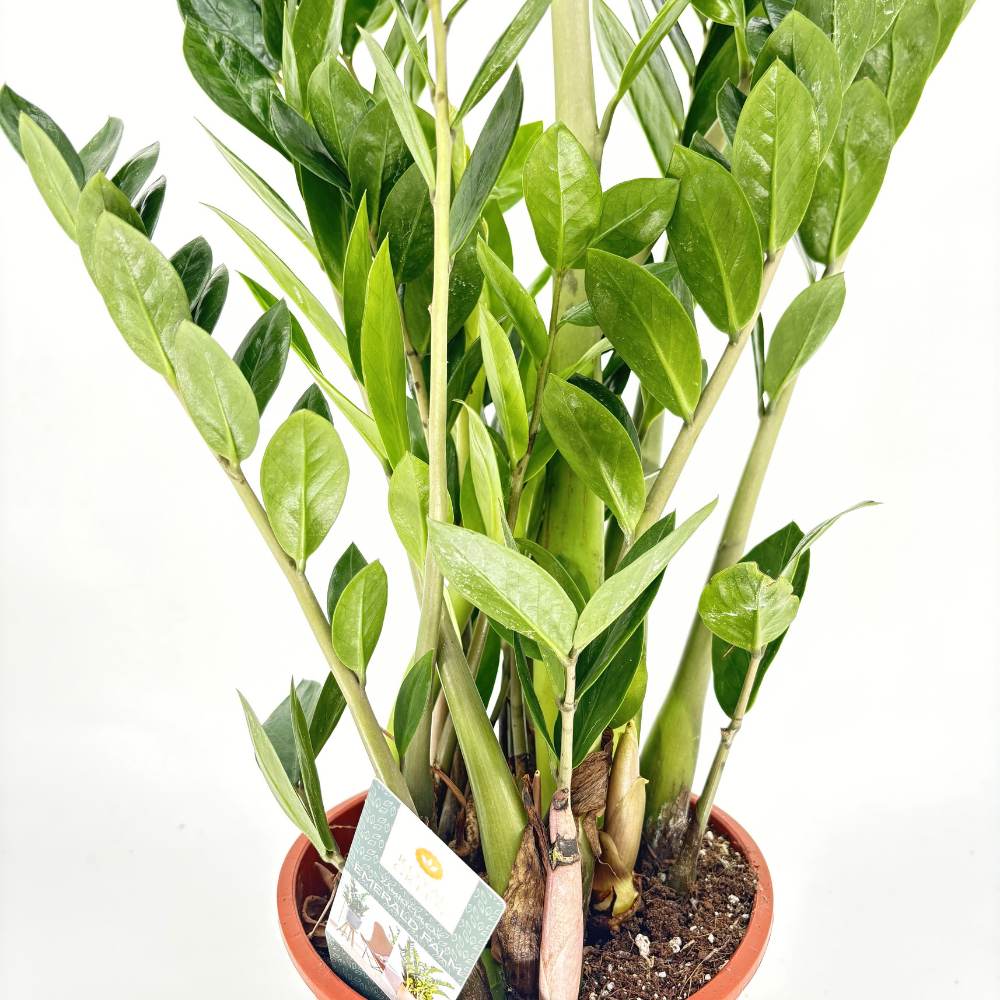 Szerencsenövény (Zamioculcas zamiifolia) – elegáns, árnyéktűrő szobanövény fényes levelekkel