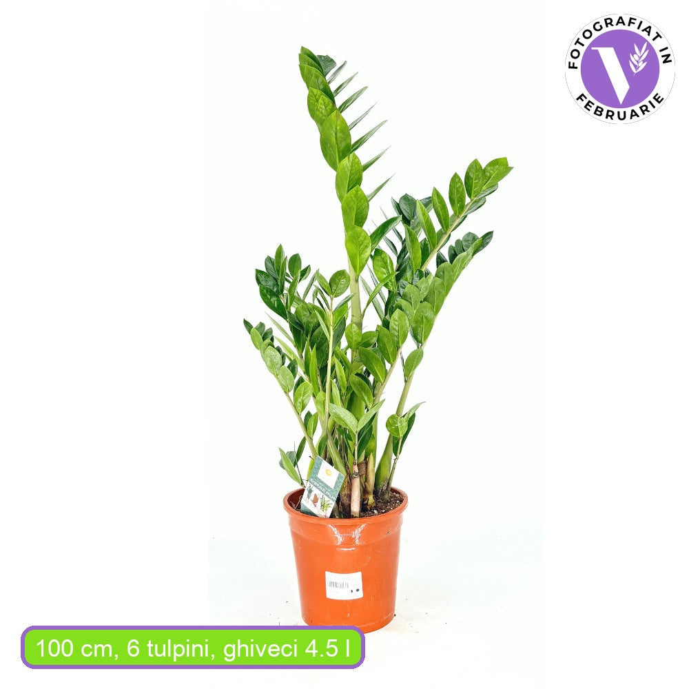 Szerencsenövény (Zamioculcas zamiifolia) – elegáns, árnyéktűrő szobanövény fényes levelekkel
