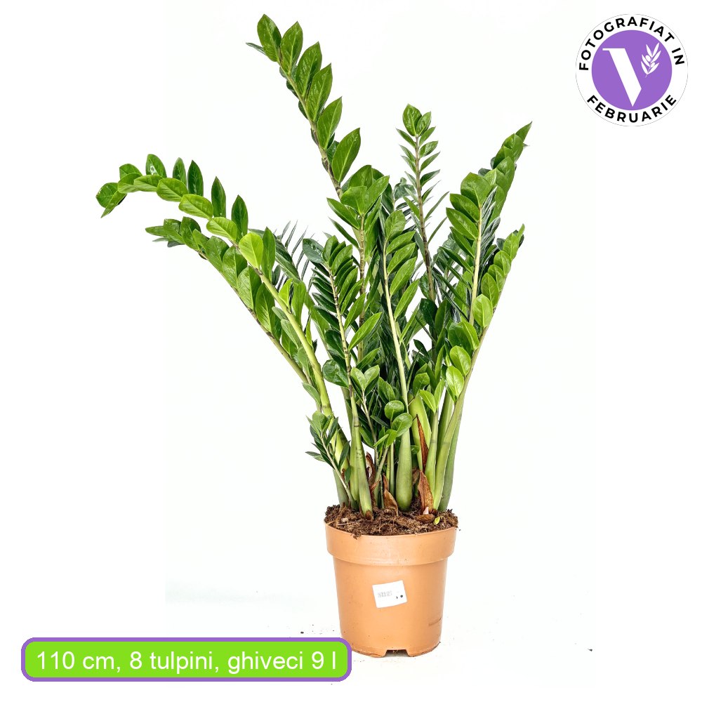 Szerencsenövény (Zamioculcas zamiifolia) – fénytűrő, elegáns szobanövény 110 cm