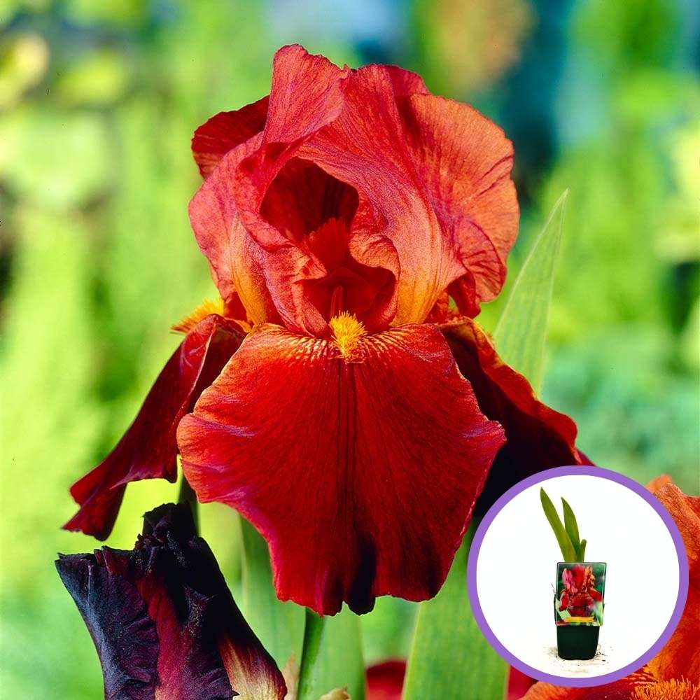 Iris germanica ‘Sultan's Palace’ (nőszirom) – illatos, bársonyos sötétvörös virágokkal, cserépbe ültetett hagymás növény
