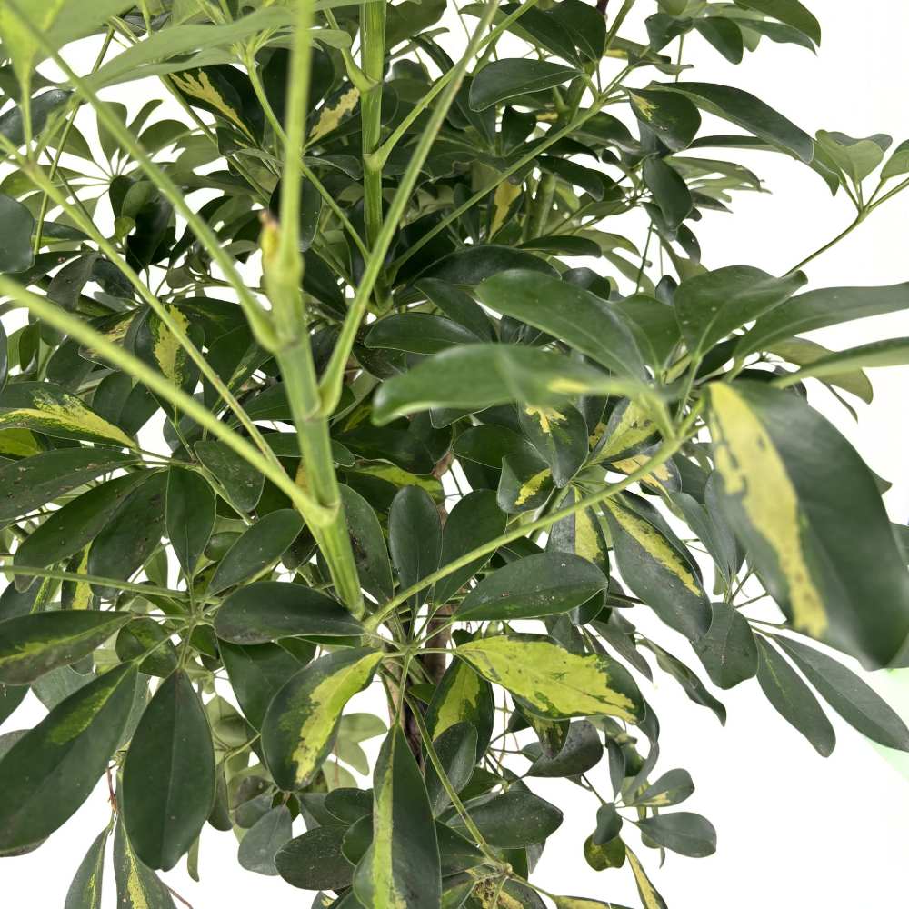 Schefflera 'Gold Capella' – látványos szobanövény aranypettyes levelekkel, 170 cm