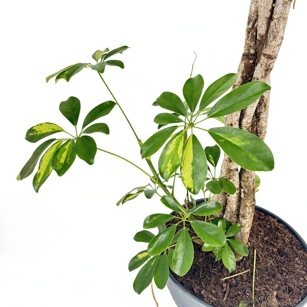 Schefflera 'Gold Capella' – látványos szobanövény aranypettyes levelekkel, 170 cm