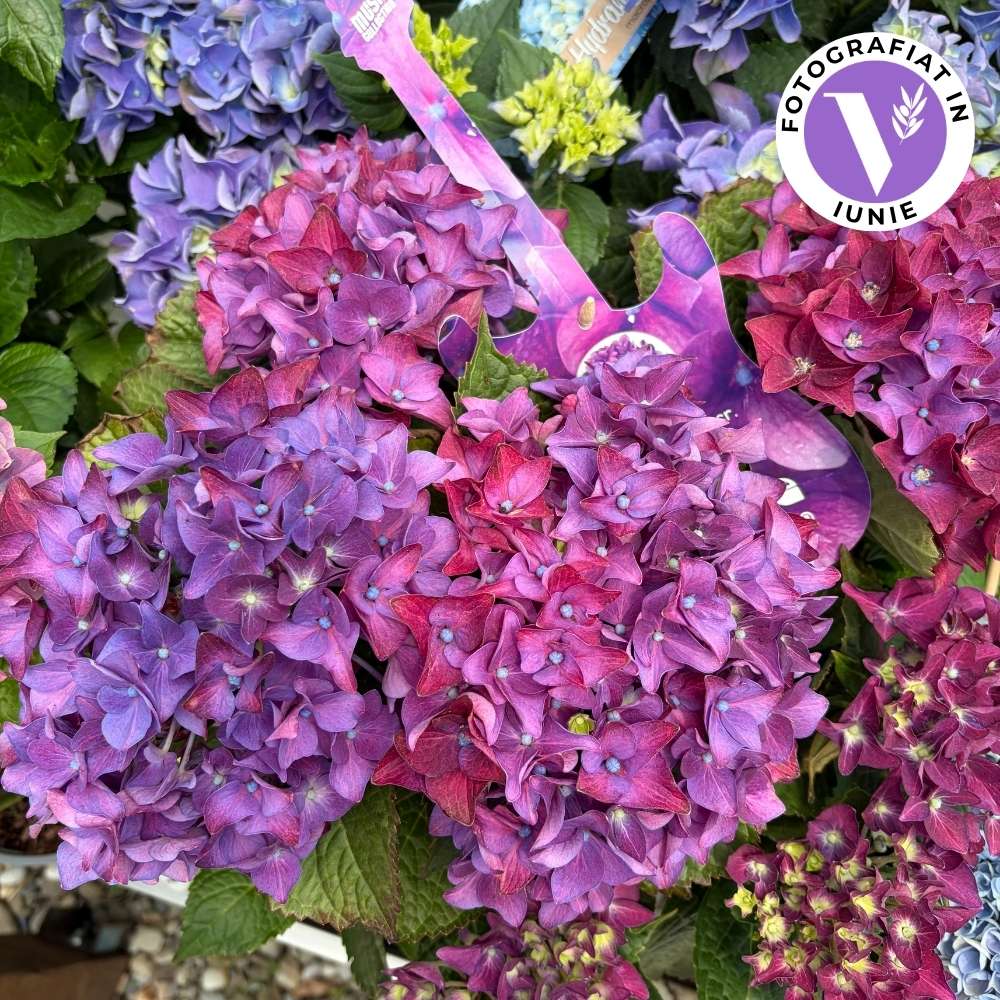 Hortenzia 'Deep Purple Dance' – intenzív lila virágú kerti hortenzia