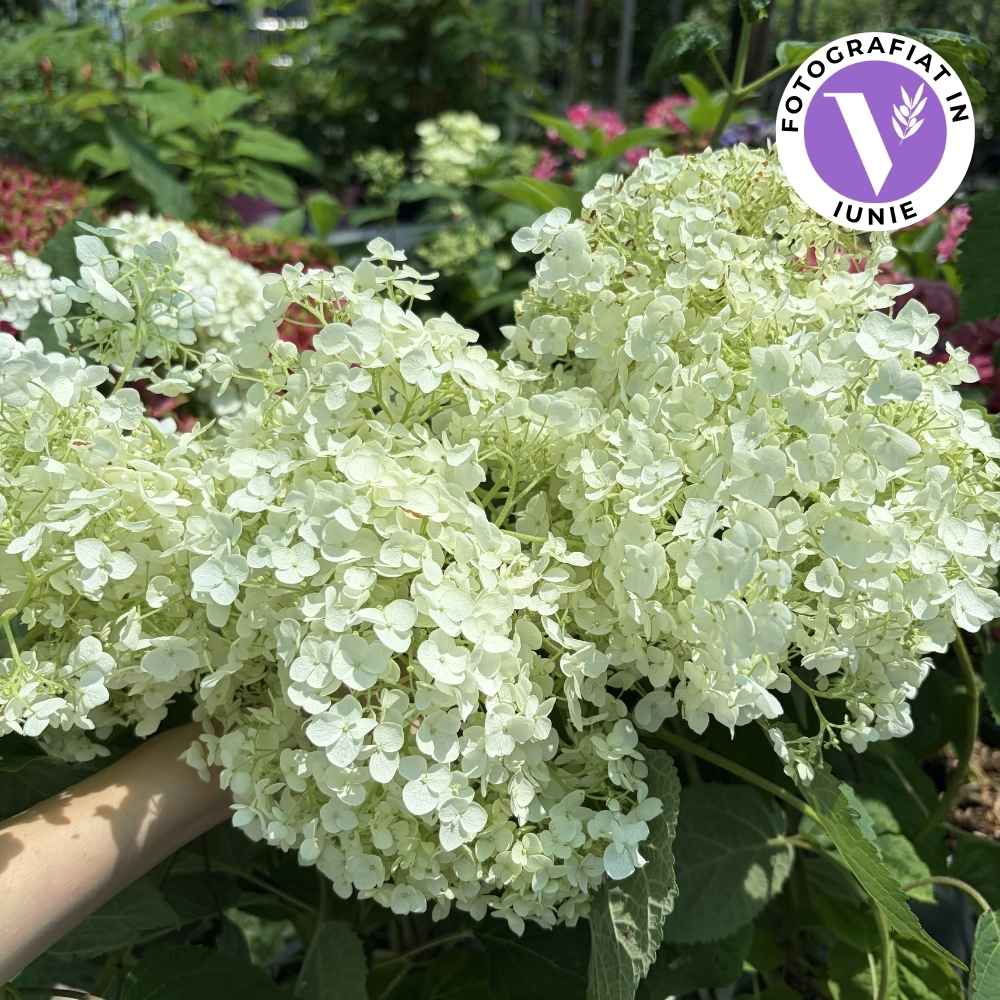 Cserjés hortenzia Strong Annabelle (Hydrangea), díszcserje óriási, gömb alakú fehér virágokkal