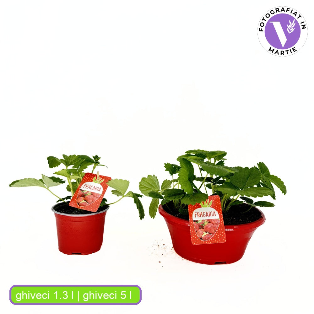 Korai, bőtermő Beltran eper (Fragaria × ananassa) – nagy, aromás terméssel, kerti termesztésre, 3 évesen termőre forduló