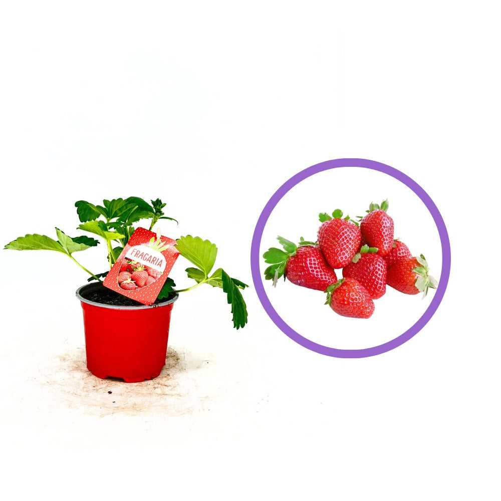 Korai, bőtermő Beltran eper (Fragaria × ananassa) – nagy, aromás terméssel, kerti termesztésre, 3 évesen termőre forduló