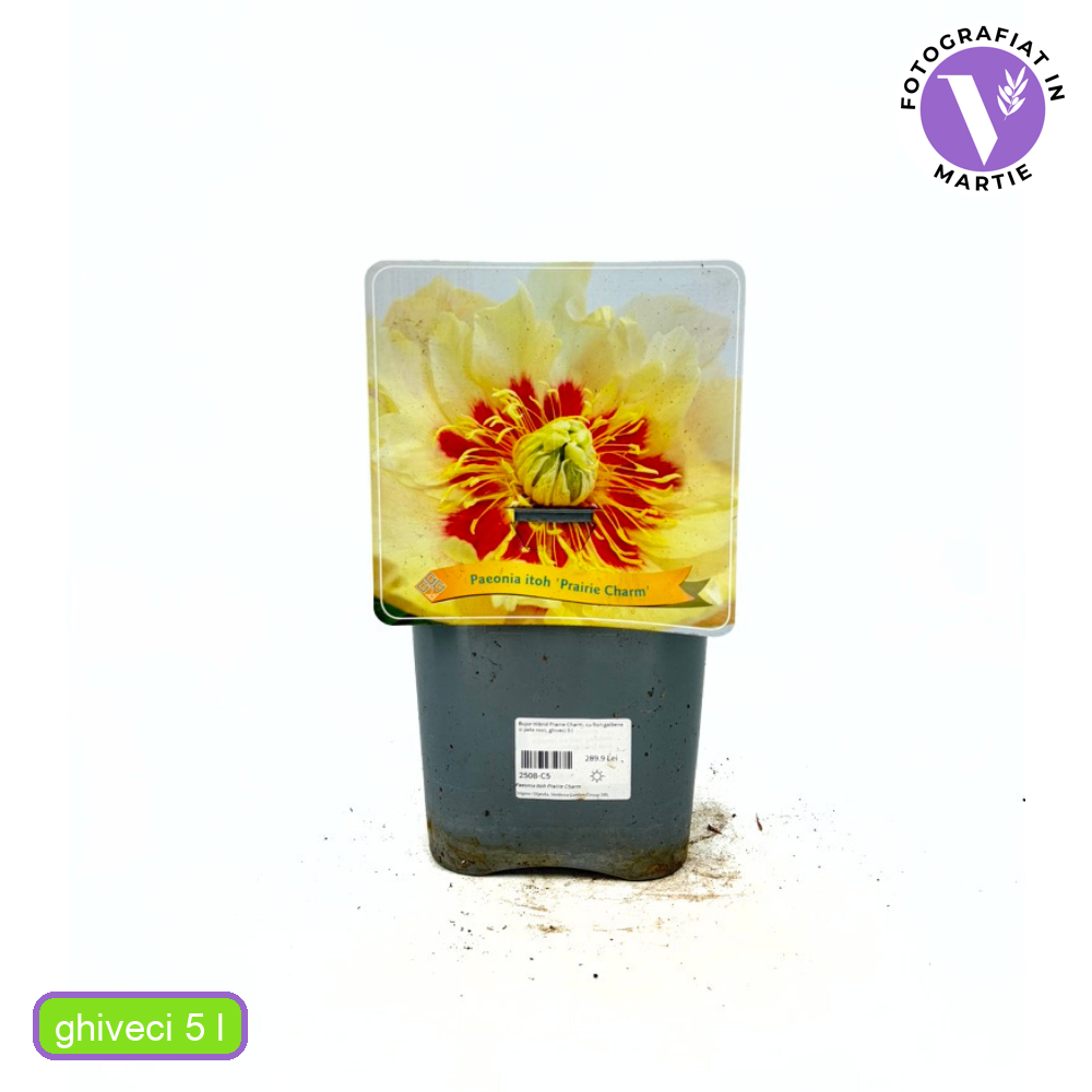 Itoh bazsarózsa Prairie Charm, sárga virágokkal piros mintázattal
