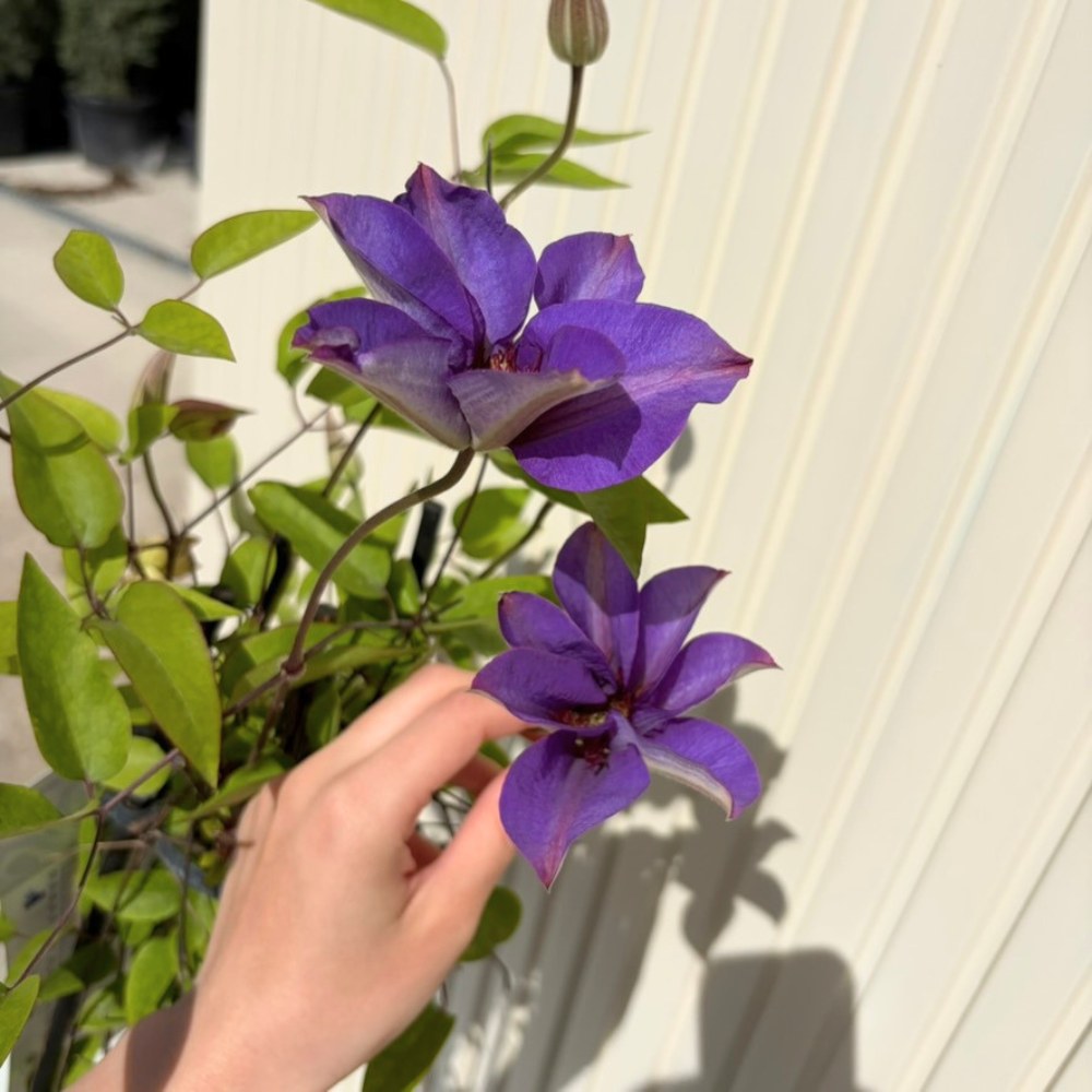 Iszalag (Clematis) Multi Blue, kapaszkodó növény nagy, telt, kék virágokkal, gazdag virágzás tavasszal–nyáron