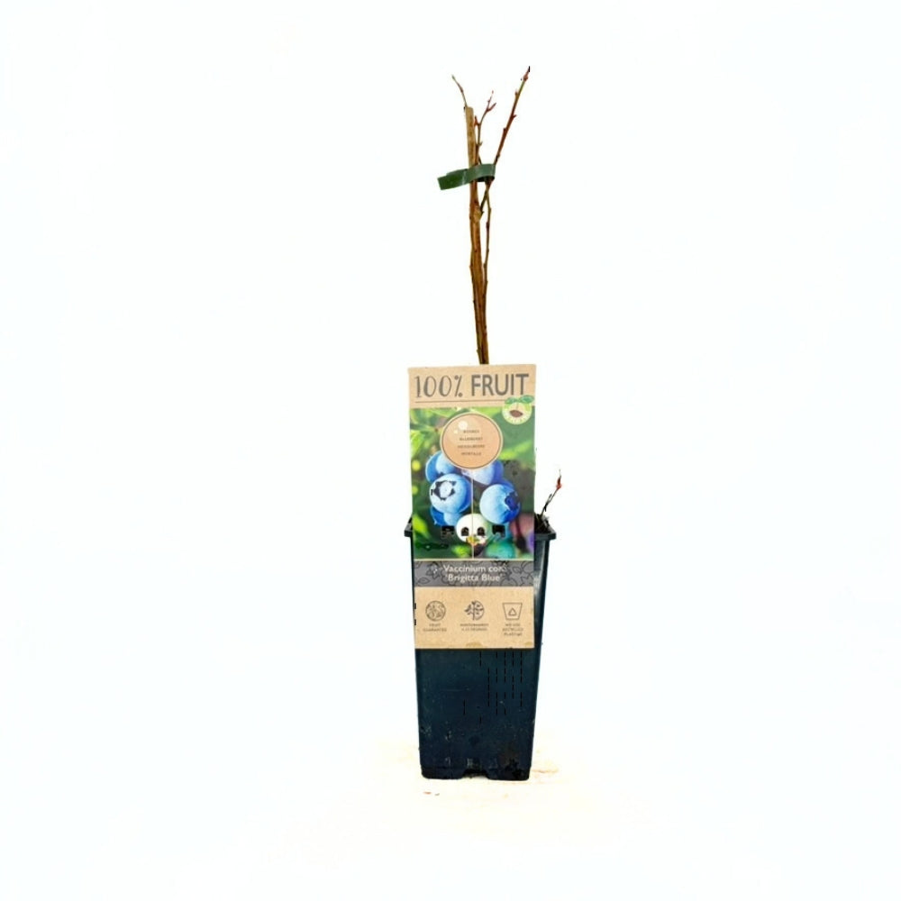 Áfonya Brigitta Blue (Vaccinium corymbosum) – kemény húsú, édes-savanykás termésekkel, 1 évesen termőre forduló