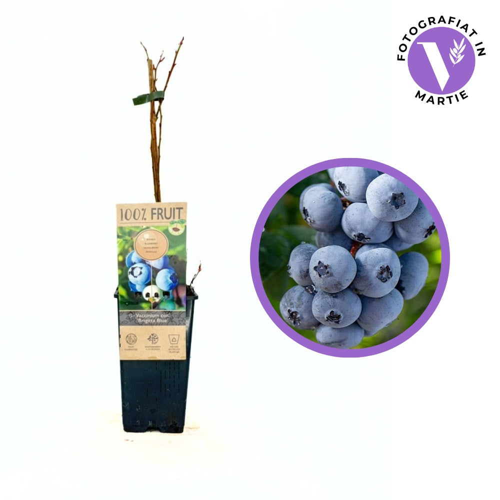 Áfonya Brigitta Blue (Vaccinium corymbosum) – kemény húsú, édes-savanykás termésekkel, 1 évesen termőre forduló