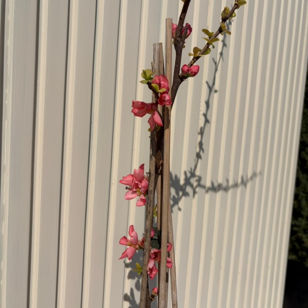 Japánbirs Pink Lady (Chaenomeles) – díszcserje sötétrózsaszín, telt virágokkal, ehető terméssel