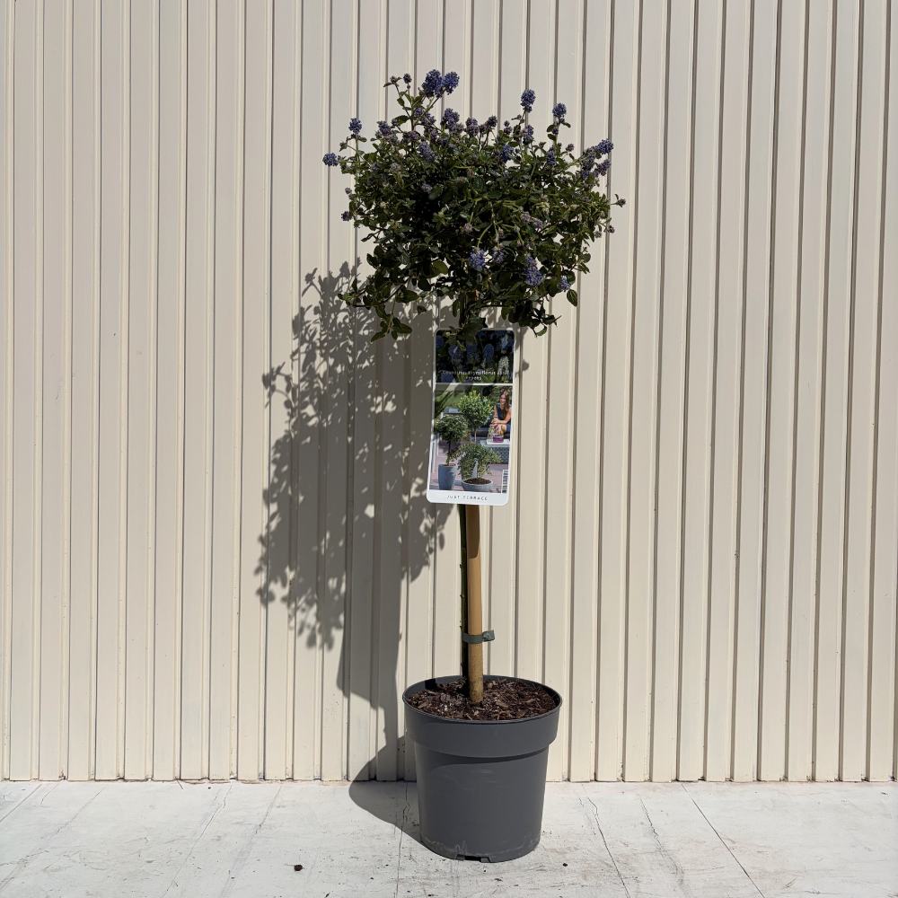 Kaliforniai orgona fácskára oltva Repens (Ceanothus thyrsiflorus), kék virágokkal, örökzöld