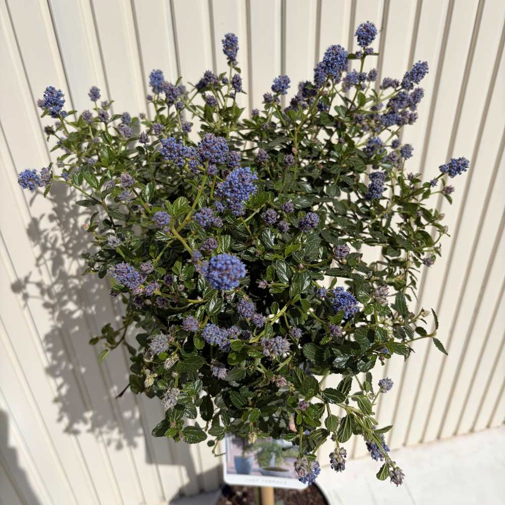 Kaliforniai orgona fácskára oltva Repens (Ceanothus thyrsiflorus), kék virágokkal, örökzöld