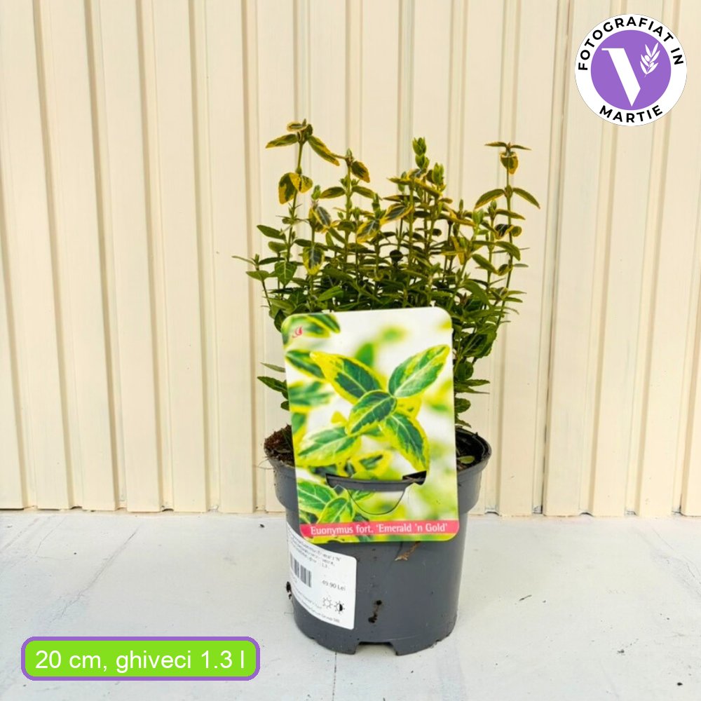 Japán kecskerágó Emerald ’n’ Gold (Euonymus), örökzöld díszcserje sárga-zöld levelű lombozattal