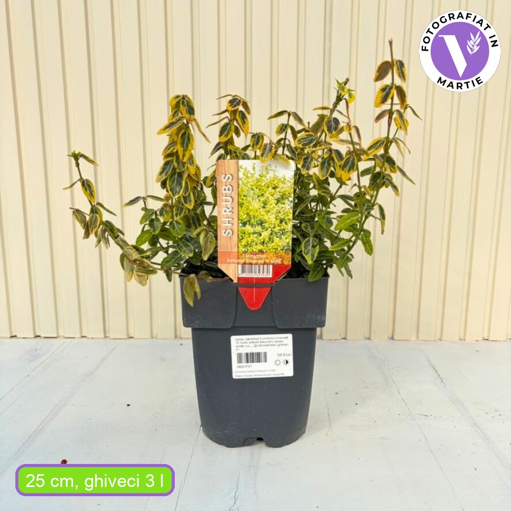 Japán kecskerágó Emerald ’n’ Gold (Euonymus), örökzöld díszcserje sárga-zöld levelű lombozattal