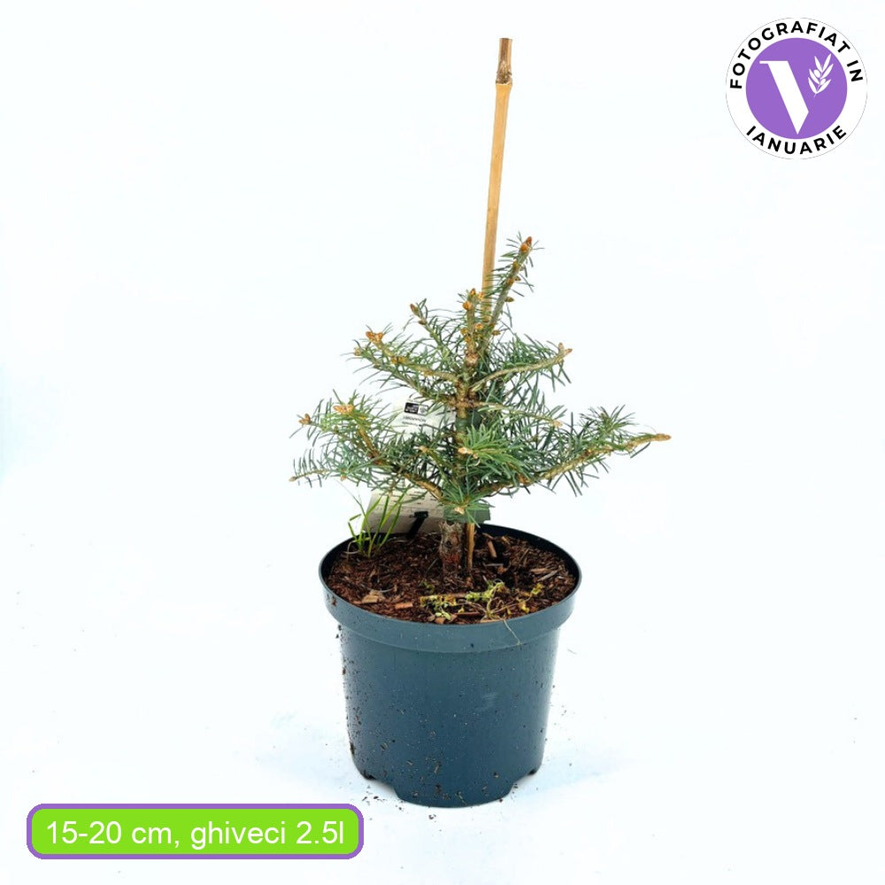 Brad Alb Pitic Archer's Dwarf (Abies Concolor), conifer decorativ cu ace verzi-albastrui, vesnic verde, Ideal pentru ghiveci si gradina mica