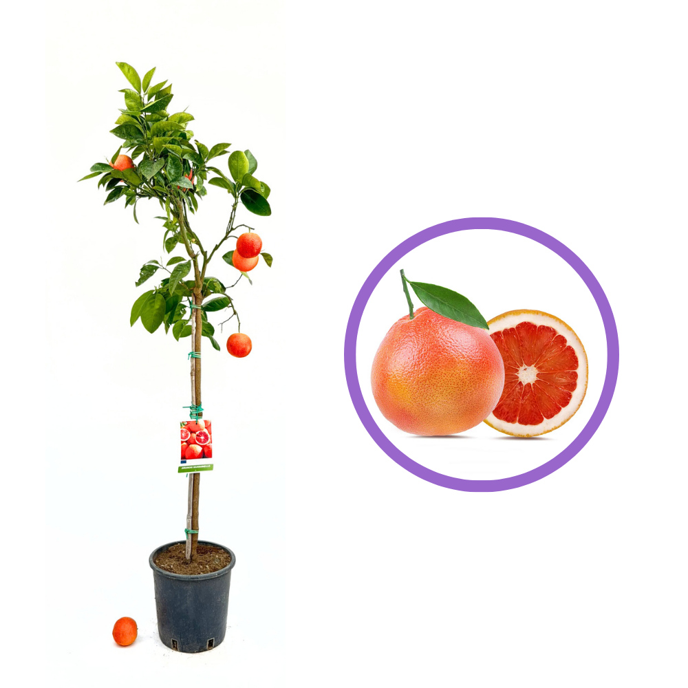 Vérnarancs 'Sanguinello' – élénk piros-narancssárga gyümölcsű örökzöld citrusfa