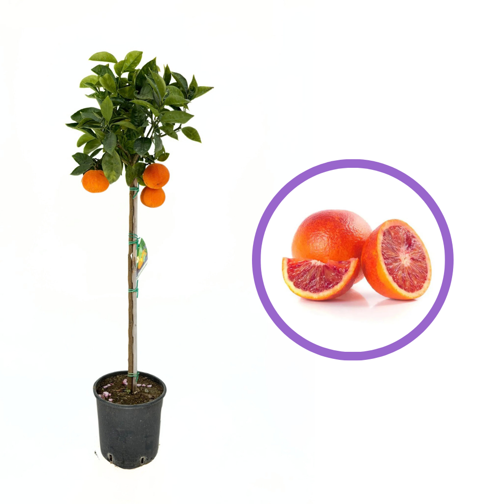 Vaniglia narancs (Citrus sinensis) – édes, aromás, rózsáspiros terméssel, 2 évesen termőre forduló