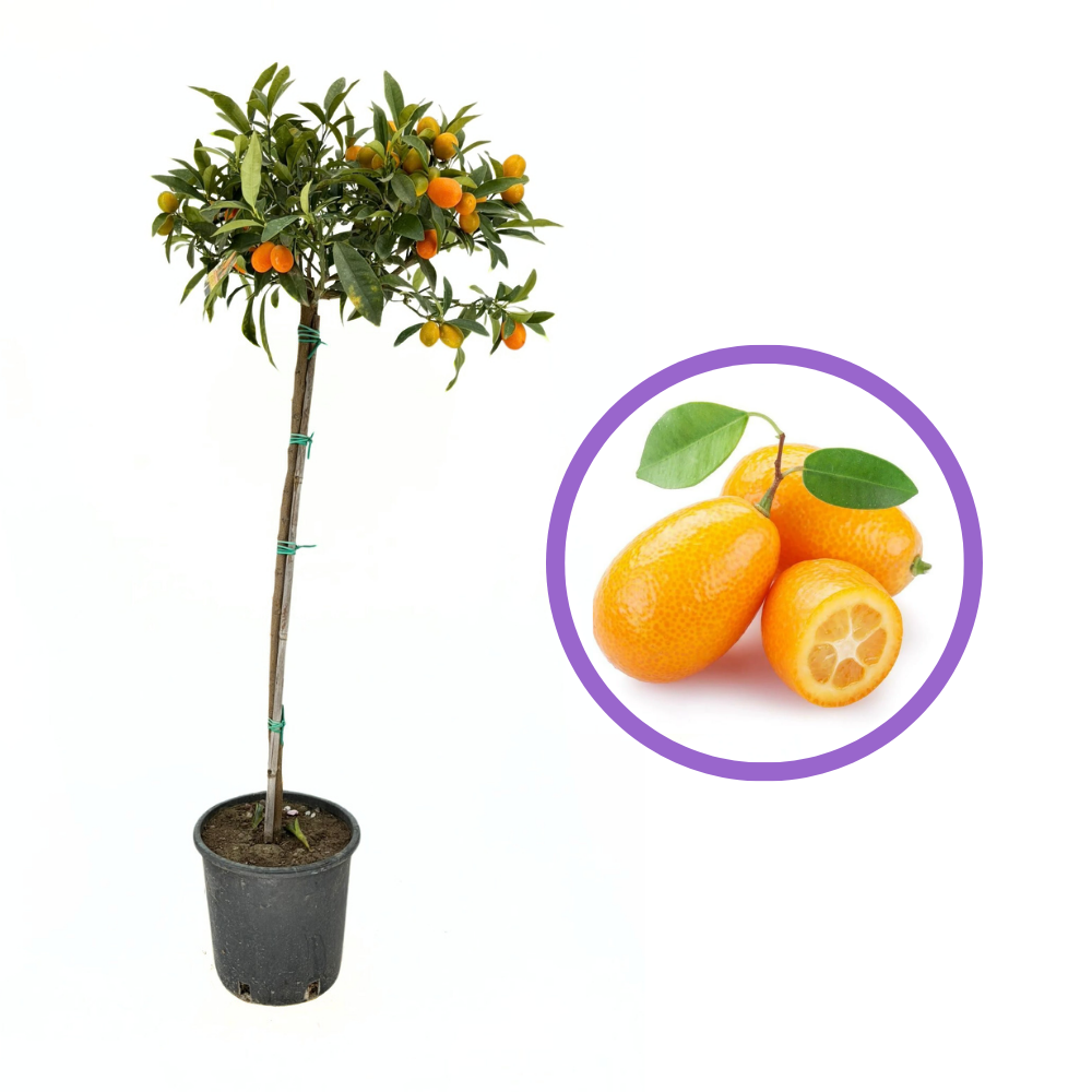 Portocal Kumquat (Citrus Sinensis), cu fructe comestibile integral, gust dulce la interior si acrisor la exterior, livrat cu fructe coapte
