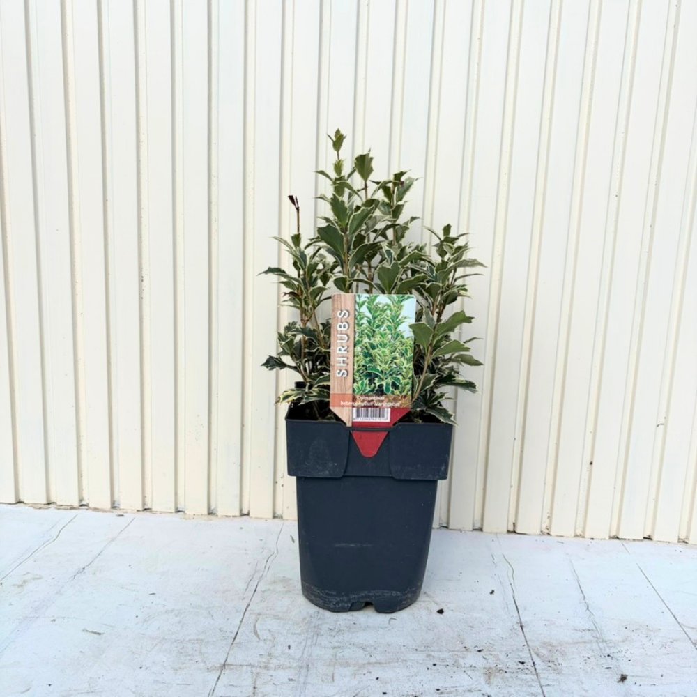 Japán hamis magyal arany tarka Osmanthus heterophyllus, örökzöld díszcserje arany-zöld fényes levelekkel és ősszel illatos fehér virágokkal