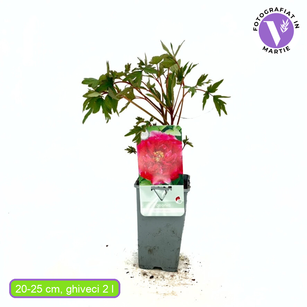 Fás bazsarózsa (Paeonia suffruticosa), piros virágokkal – díszkerti növény, látványos virágzással és finom illattal