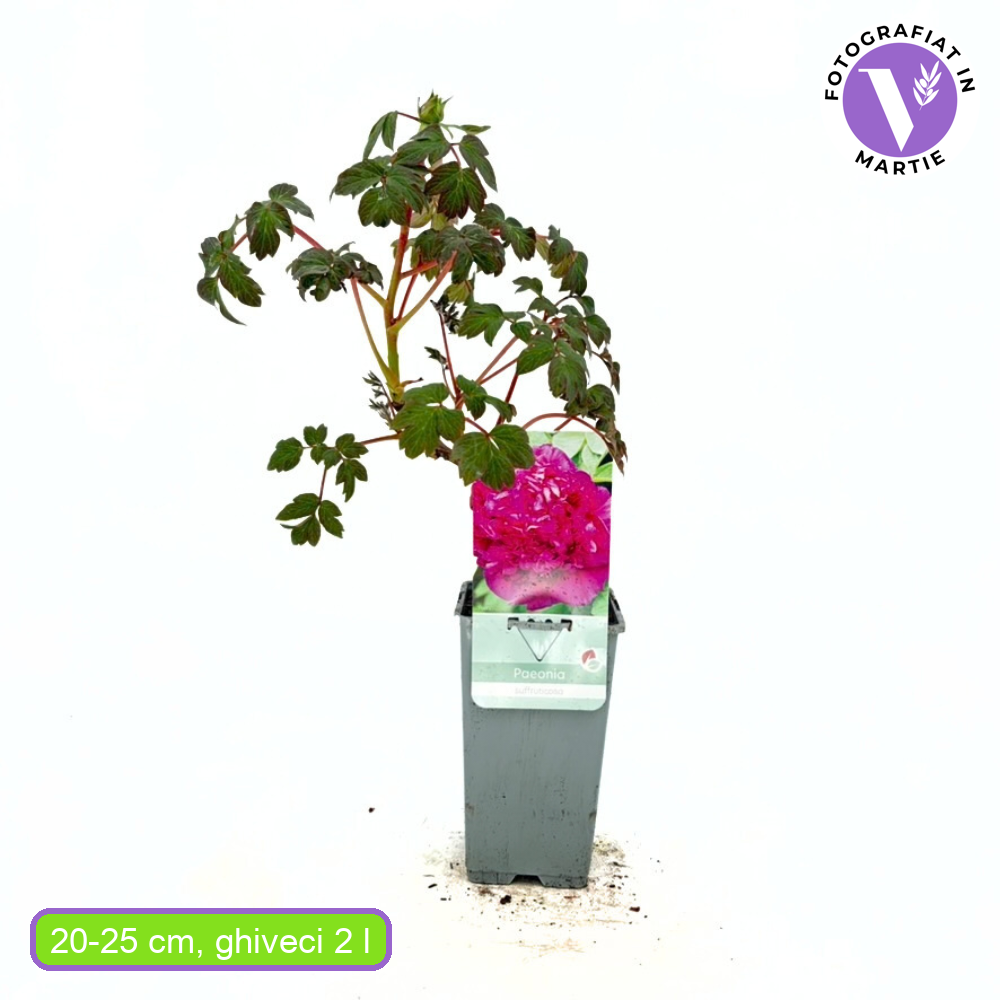 Fuchsia fa bazsarózsa (Paeonia suffruticosa), dísznövény látványos virágzással és finom illattal