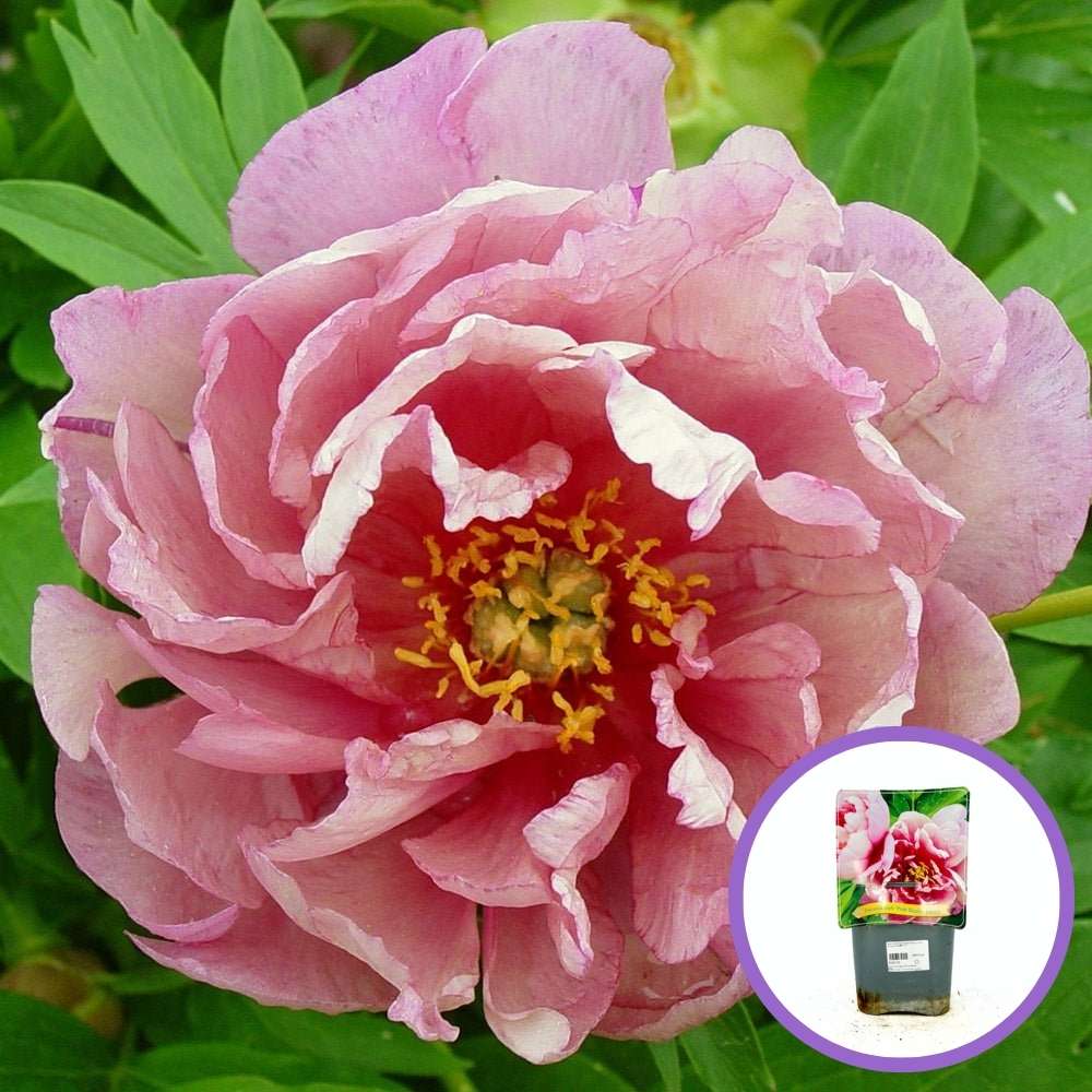 Rózsaszín-lilás bazsarózsa 'Pink Double Dandy'
