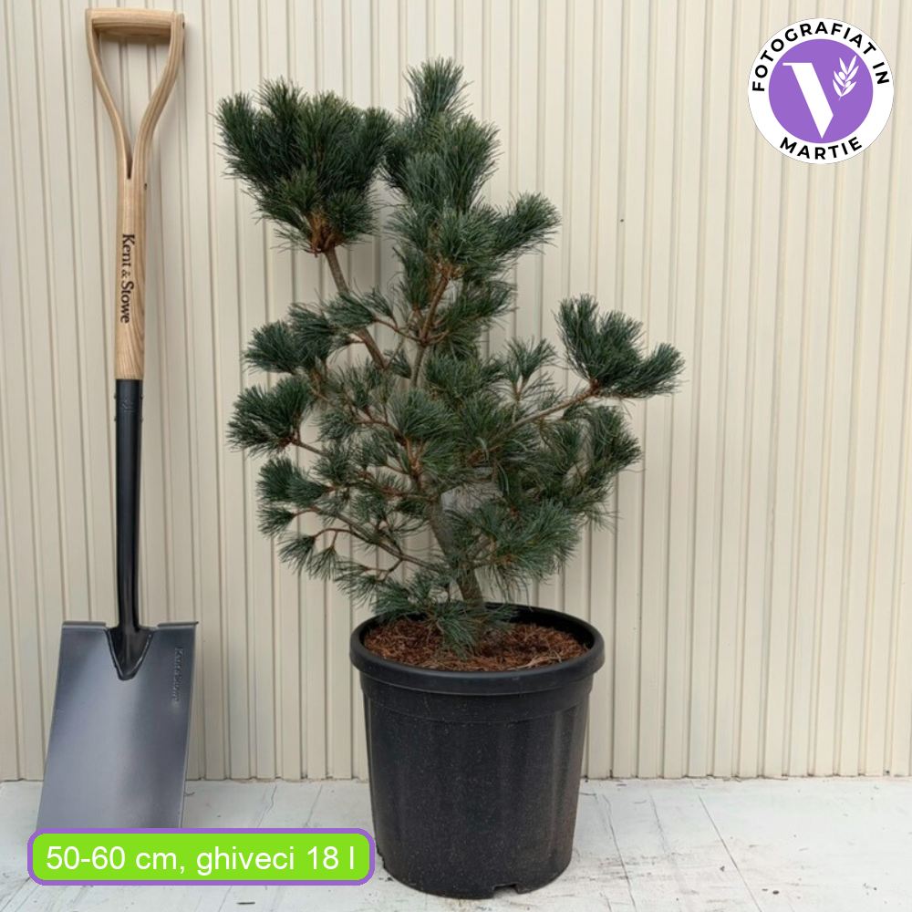 Japán fehérfenyő Negishi (Pinus parviflora) – törpe tűlevelű, kékes tűlevelek, ellenálló bonsaifenyő