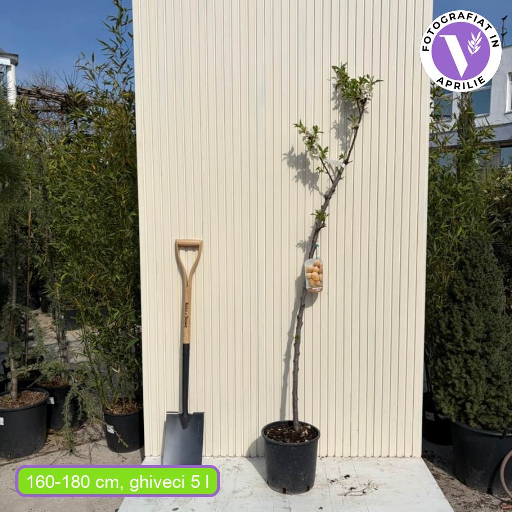 Mandulafa (Prunus dulcis) Genco, ropogós édes mandulával, 2. évtől termő