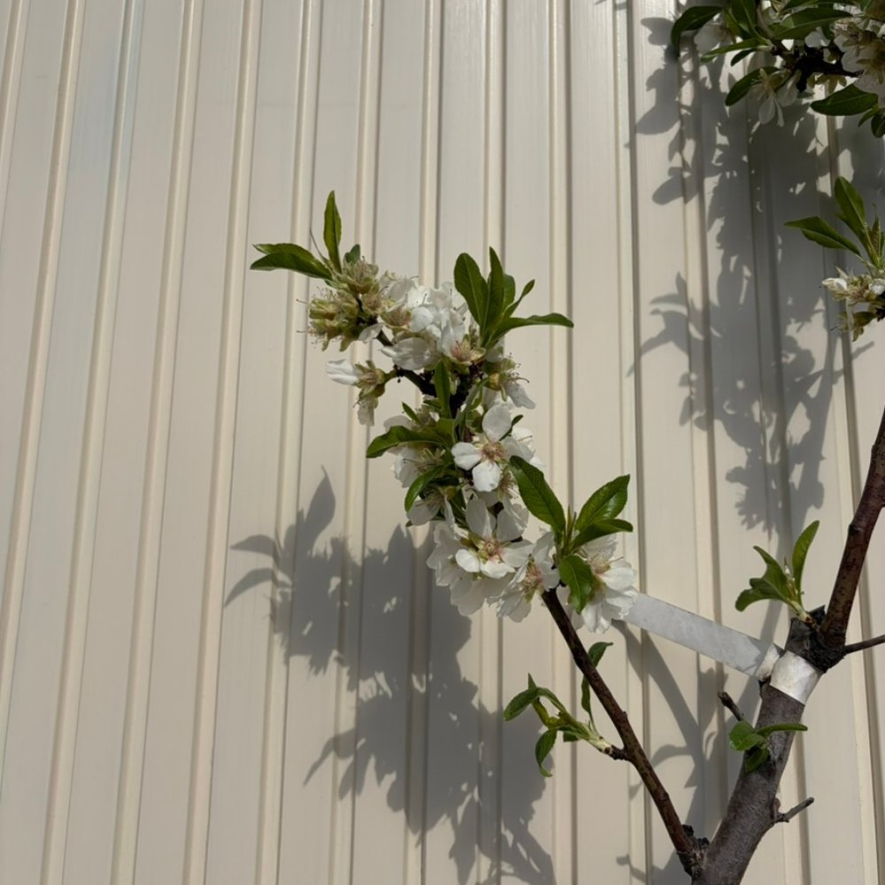 Mandulafa (Prunus dulcis) Genco, ropogós édes mandulával, 2. évtől termő