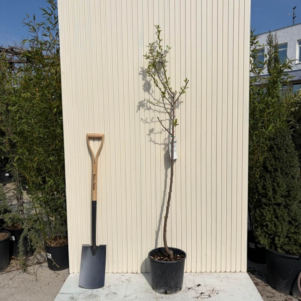 Mandulafa (Prunus dulcis) Santa Caterina, ropogós édes mandulával, 2. évtől termő