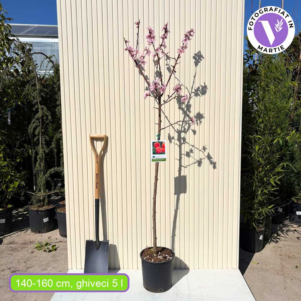 Őszibarack (Prunus persica) Flavorcrest, rózsaszín-piros gyümölcsökkel, 2 éves, termő