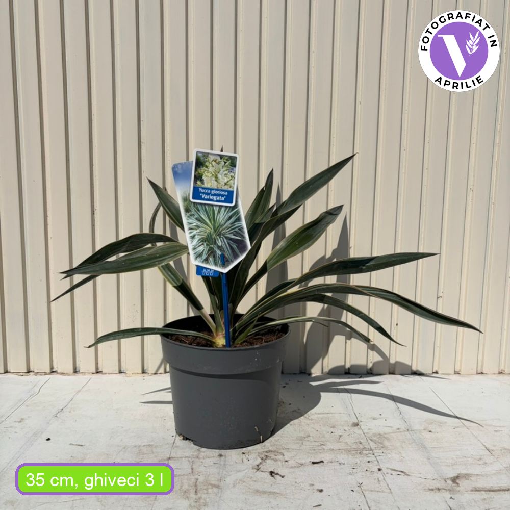 Yucca gloriosa ‘Variegata’ – kétszínű lombú, örökzöld, mediterrán dísznövény napos helyre