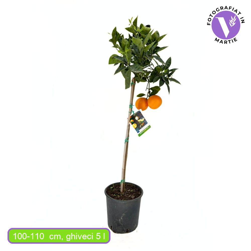 Narancsfa 'Lane Late' (Citrus sinensis) – nagy, édes gyümölcsű, 2 éves, termő