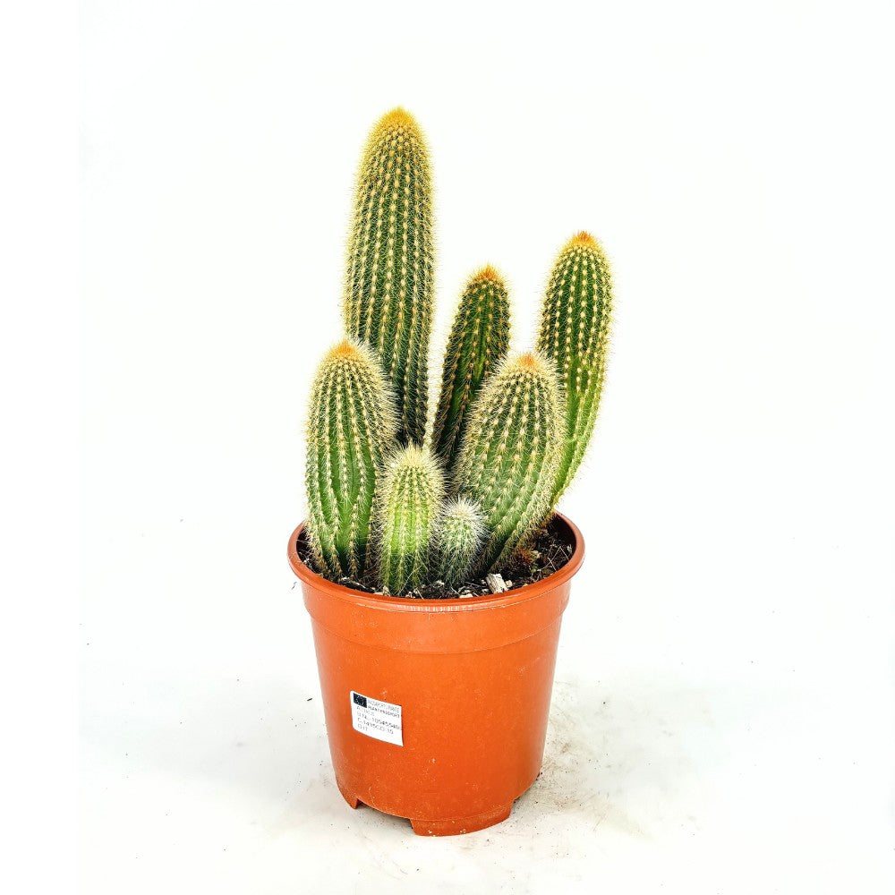 Arany oszlopkaktusz (Parodia leninghausii) – ritka díszfajta sárga virágokkal, 30–40 cm