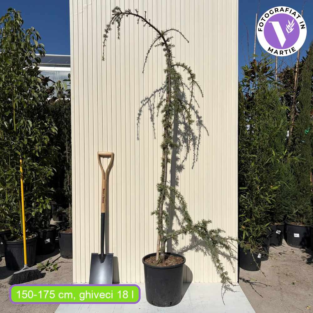 Kék atlaszcédrus Glauca Atlantica Pendula – csüngő tűlevelű, ezüstkék lombbal, örökzöld, elegáns formával