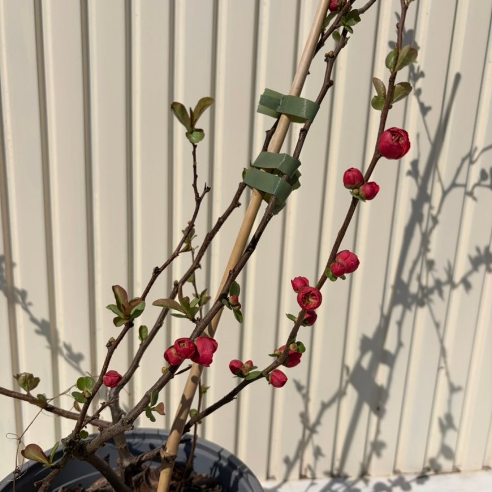 Japánbirs (Chaenomeles speciosa) Pink Storm, díszcserje telt, élénk rózsaszín virágokkal, tüskétlen, szárazságtűrő