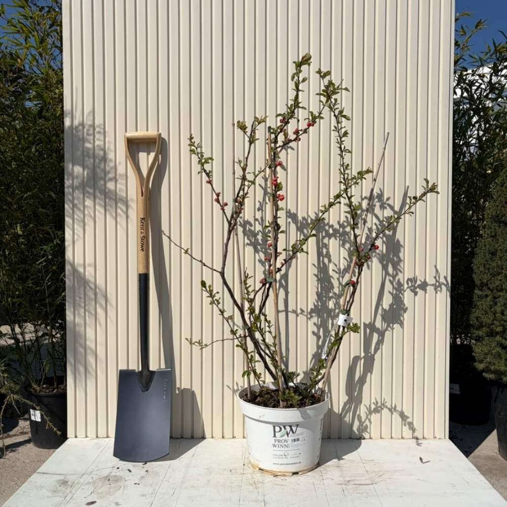 Japánbirs (Chaenomeles speciosa) Mango Storm, díszcserje telt, élénk narancsszínű virágokkal, tüskétlen, szárazságtűrő