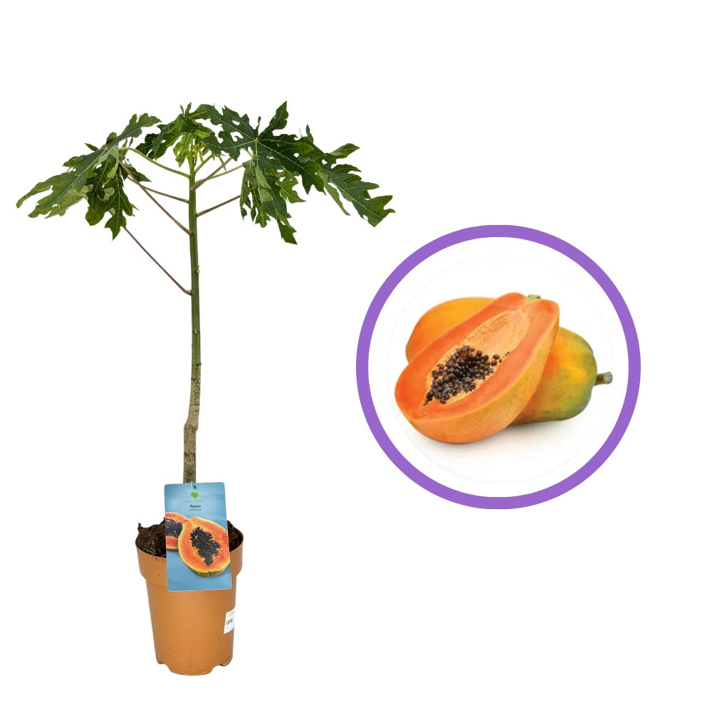 Papaya (Carica papaya), trópusi gyümölcstermő növény nagy, narancssárga, édes termésekkel, narancsszínű hússal, egzotikus növény cserépbe és üvegházba