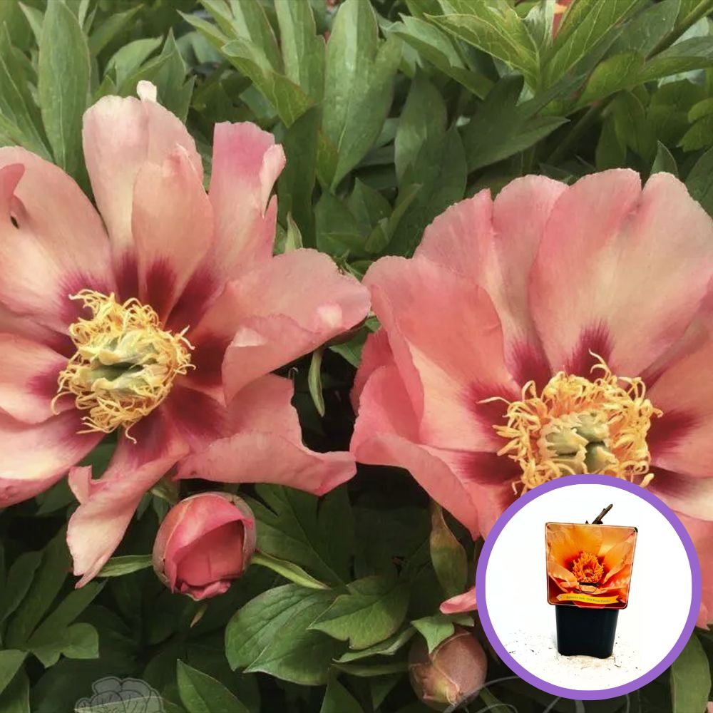 Itoh bazsarózsa Old Rose Dandy, halvány rózsaszín virágokkal