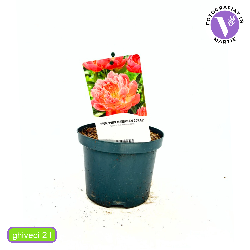 Bazsarózsa 'Pink Hawaiian Coral' – félteljes, korallszínű illatos virágokkal