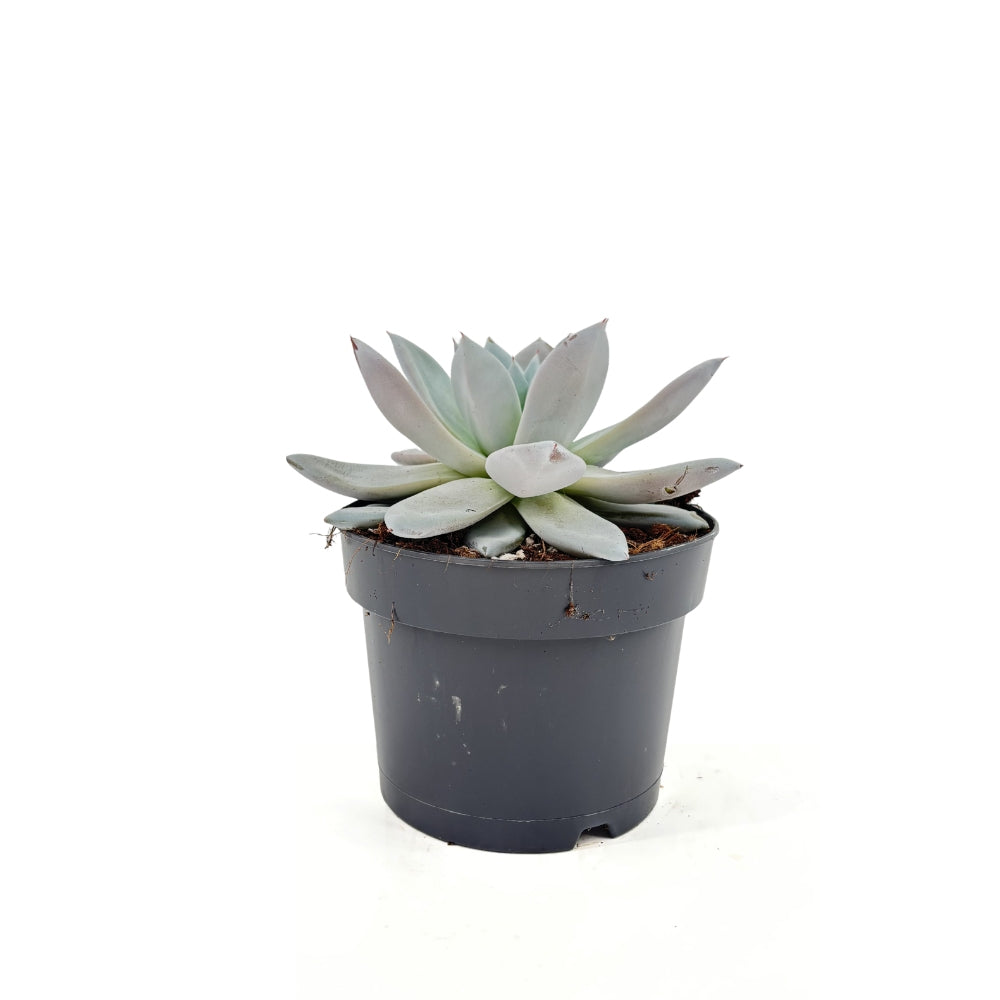 Pozsgás (Echeveria) 'Mexican Giant' – ezüstös óriásrozetta beltéri dísznövény