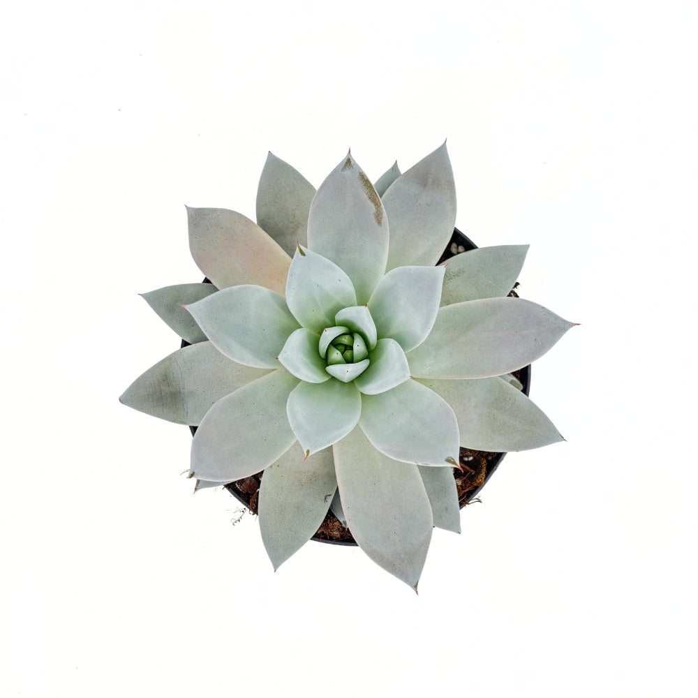 Pozsgás (Echeveria) 'Mexican Giant' – ezüstös óriásrozetta beltéri dísznövény