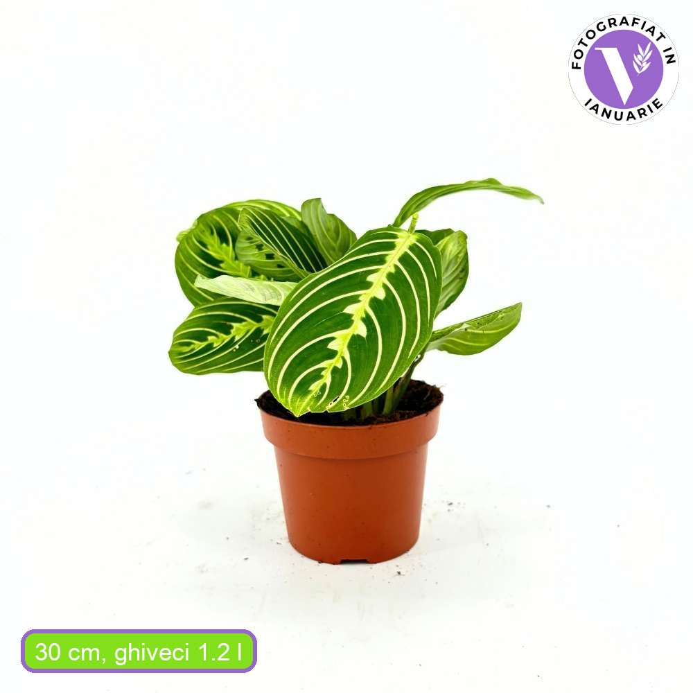 Planta Care se Roaga (Maranta) Lemon, 30 cm, planta de interior decorativa, frunze verzi cu dungi galbene, ingrijire medie