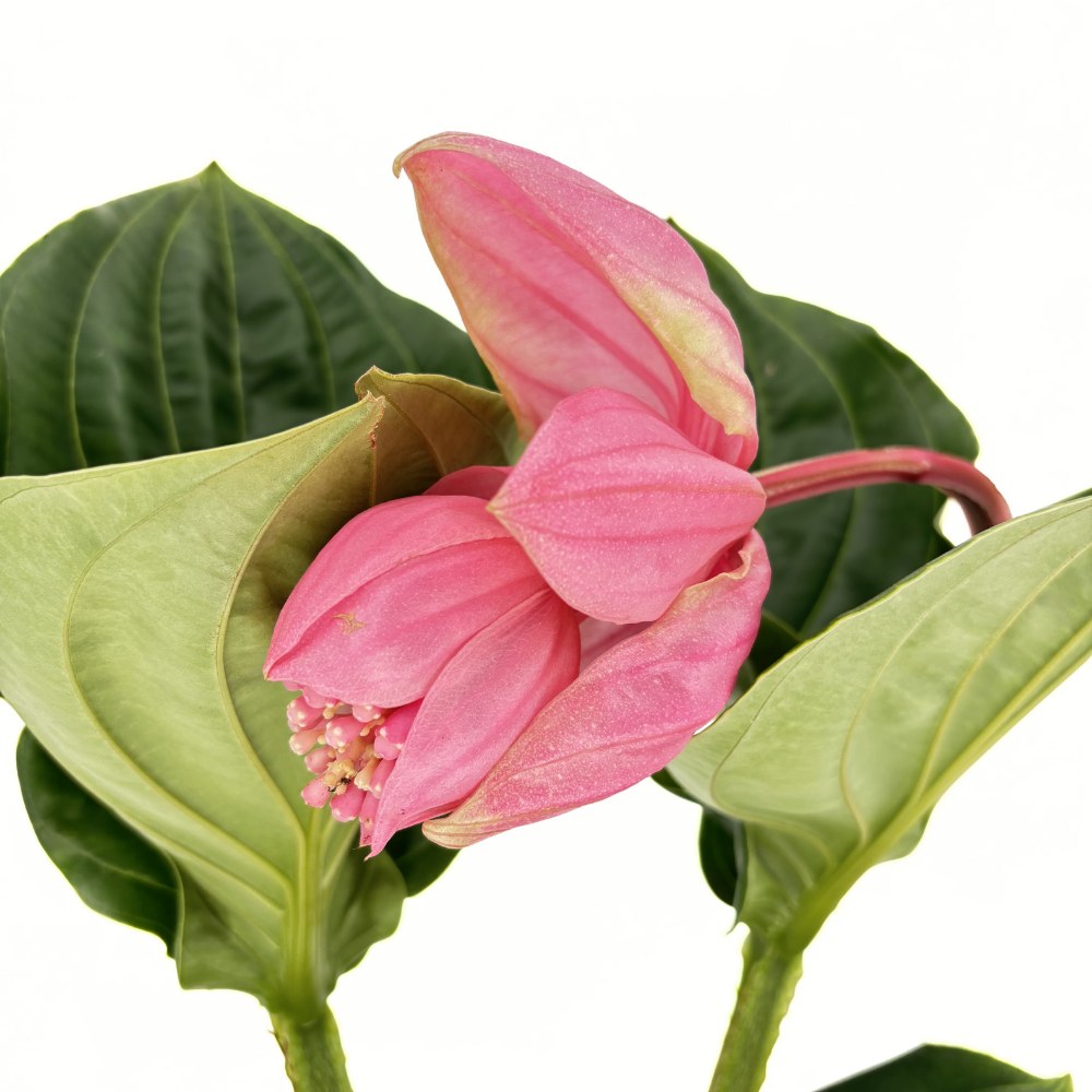 Medinilla 'Flamenco' – látványos rózsaszín virágú trópusi szobanövény