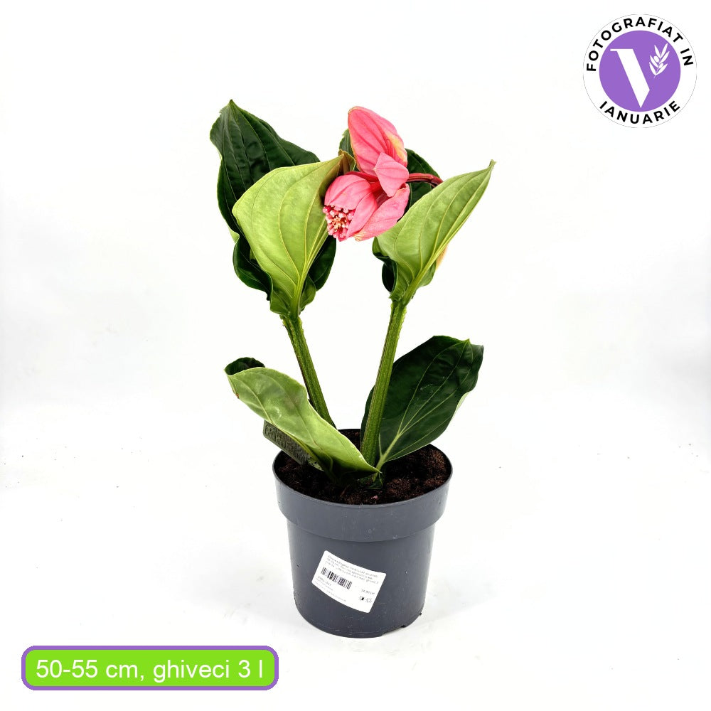 Medinilla 'Flamenco' – látványos rózsaszín virágú trópusi szobanövény