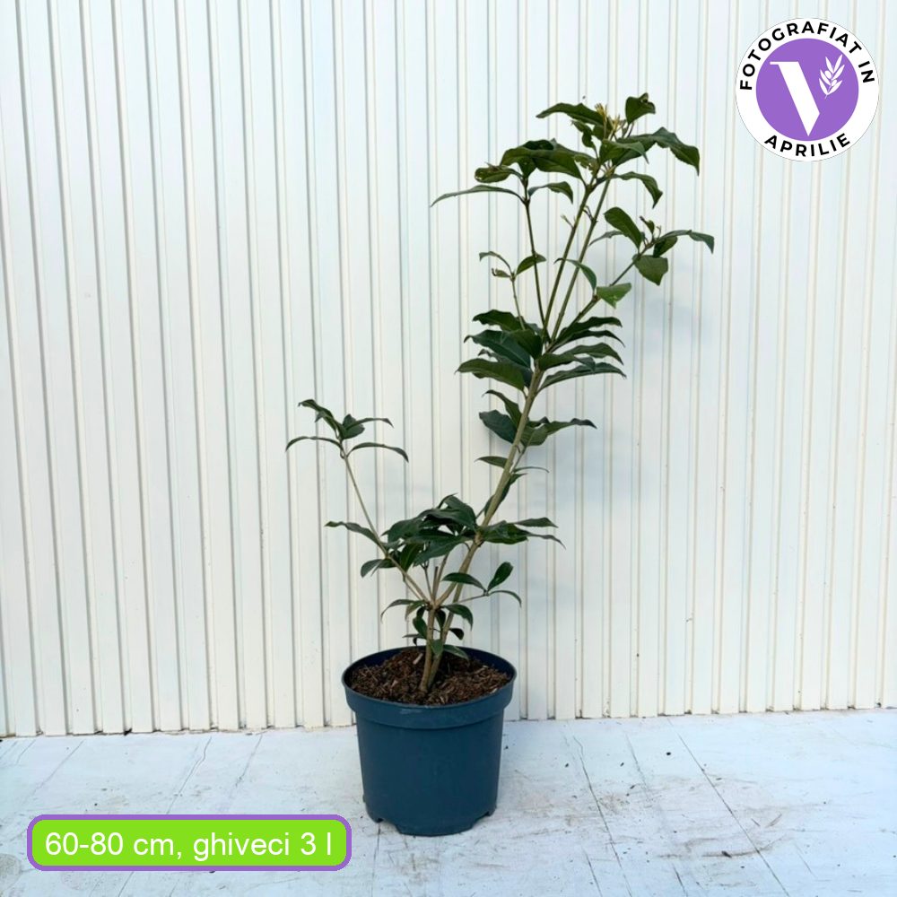 Japán illatos osmanthus (Osmanthus fragrans), örökzöld díszcserje fehér, illatos virágokkal és fényes lombbal, könnyen gondozható