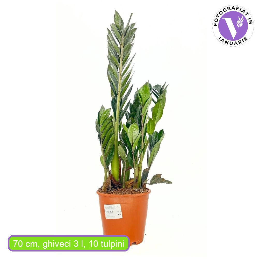Planta Norocului (Zamioculcas Zamiifolia) Super Nova, 70 cm, 10 tulpini/ghiveci, planta de apartament cu frunze suculente, rezistent umbra, rezistenta, udare rara